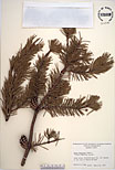 Herbarium sheet image thumbnail