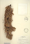 Herbarium sheet image thumbnail