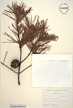 Herbarium sheet image thumbnail