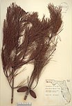 Herbarium sheet image thumbnail