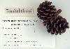 Herbarium sheet image thumbnail