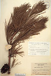 Herbarium sheet image thumbnail
