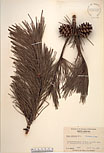 Herbarium sheet image thumbnail
