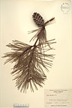 Herbarium sheet image thumbnail