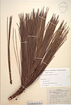 Herbarium sheet image thumbnail