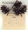 Herbarium sheet image thumbnail
