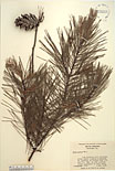 Herbarium sheet image thumbnail