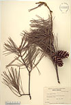 Herbarium sheet image thumbnail