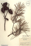 Herbarium sheet image thumbnail