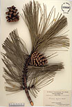 Herbarium sheet image thumbnail