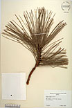 Herbarium sheet image thumbnail