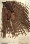 Herbarium sheet image thumbnail