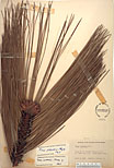 Herbarium sheet image thumbnail