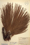 Herbarium sheet image thumbnail