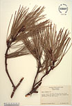 Herbarium sheet image thumbnail
