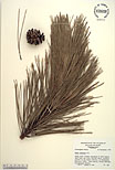 Herbarium sheet image thumbnail