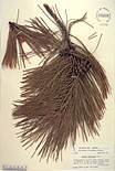 Herbarium sheet image thumbnail