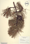 Herbarium sheet image thumbnail