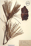 Herbarium sheet image thumbnail