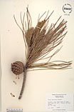 Herbarium sheet image thumbnail