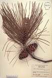 Herbarium sheet image thumbnail