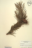 Herbarium sheet image thumbnail