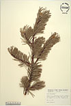 Herbarium sheet image thumbnail