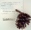 Herbarium sheet image thumbnail