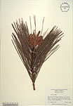 Herbarium sheet image thumbnail