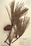 Herbarium sheet image thumbnail