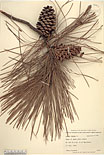 Herbarium sheet image thumbnail