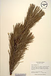 Herbarium sheet image thumbnail