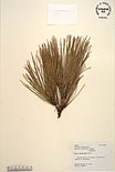 Herbarium sheet image thumbnail