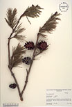 Herbarium sheet image thumbnail