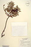 Herbarium sheet image thumbnail