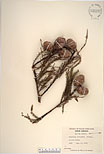 Herbarium sheet image thumbnail