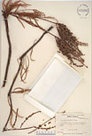 Herbarium sheet image thumbnail