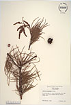 Herbarium sheet image thumbnail