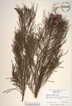 Herbarium sheet image thumbnail