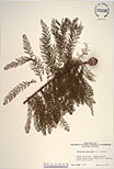 Herbarium sheet image thumbnail