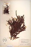 Herbarium sheet image thumbnail