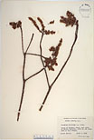 Herbarium sheet image thumbnail