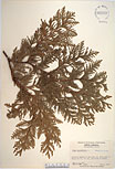 Herbarium sheet image thumbnail