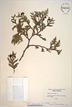 Herbarium sheet image thumbnail