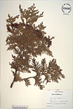 Herbarium sheet image thumbnail