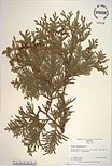 Herbarium sheet image thumbnail