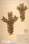 Herbarium sheet image thumbnail