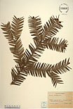 Herbarium sheet image thumbnail