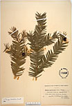 Herbarium sheet image thumbnail