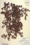 Herbarium sheet image thumbnail
